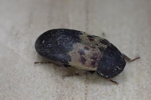 Réf. 303 700 : Dermestes lardarius
